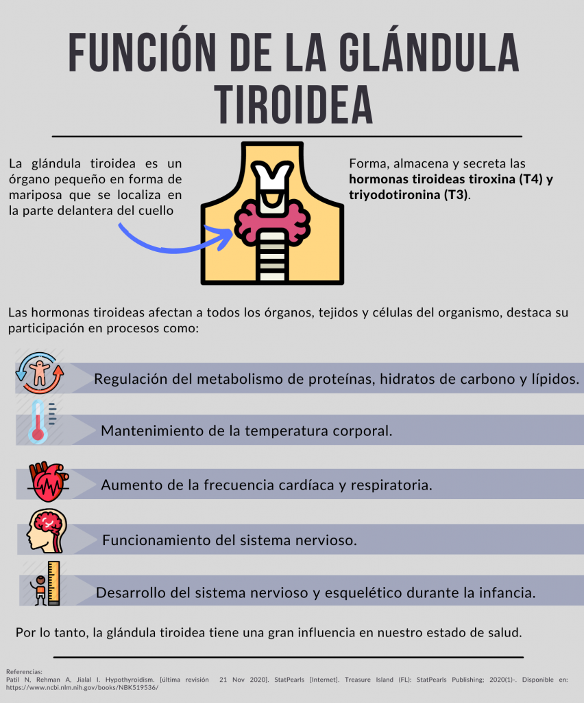 Función De La Glándula Tiroidea Alimentación Y Salud